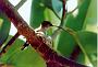 Hummingbird Garden Photo: Oasis Hummingbird